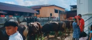LDII Luwu Timur Sembelih 43 Hewan Kurban Idul Adha 1447 H, Tebar Kepedulian untuk Masyarakat